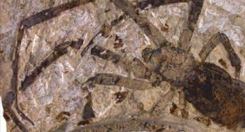 En büyük örümcek fosili bulundu