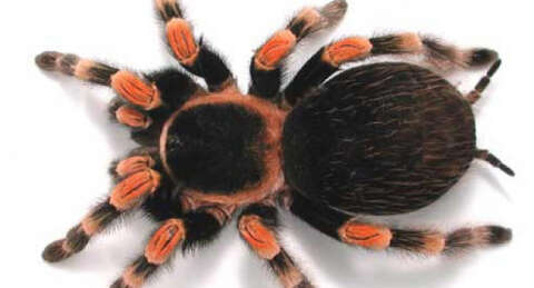 Tarantulalar, Örümcek Adam gibi tutunuyor