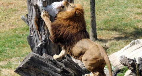 Aslanların nefes kesen avı