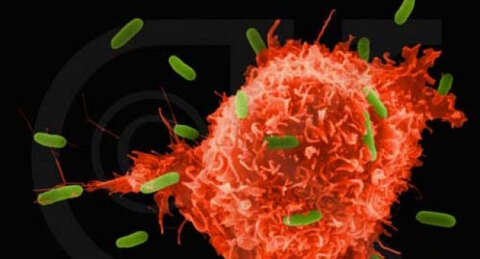 Bağışıklık sisteminin şifresi çözüldü