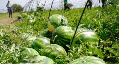 Enflasyon karpuz kabuğuna bastı