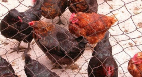 Bakanlıktan kuş gribi yalanlaması