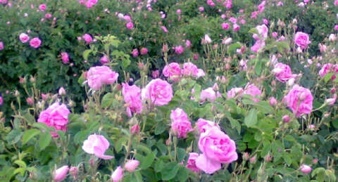 Dikensiz gül bahçesi de olacak!