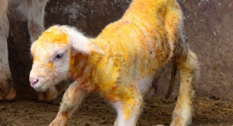 Çin bunu da yaptı: Balık tadında kuzu üretti!