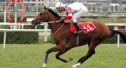 Efsane at çiftleşirken öldü