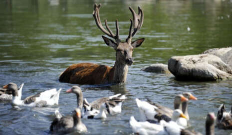 Hayvanlar da sıcaktan fena bunaldı