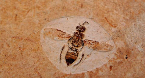 370 milyon yıllık hiç değişmemiş böcek fosili