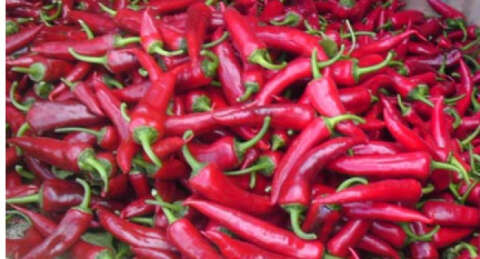 Ürünlü biberi sahneye çıkıyor