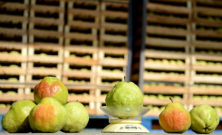 Kiloluk armutlar büyük ilgi görüyor