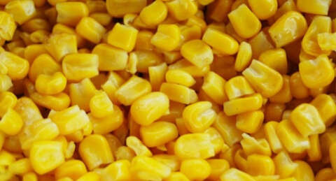 Avrupa'dan GDO'lu mısıra şüpheli bakış