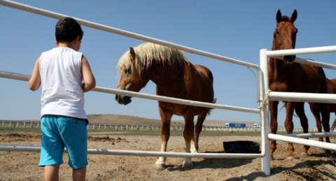 'At Sevgisi Durağı' binlerce kişiye uğrak yeri