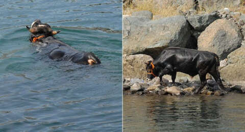 Kesime giden boğa denize düştü
