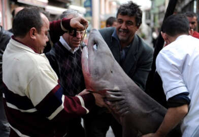 Kayhan'da köpek balığı ilgi odağı oldu