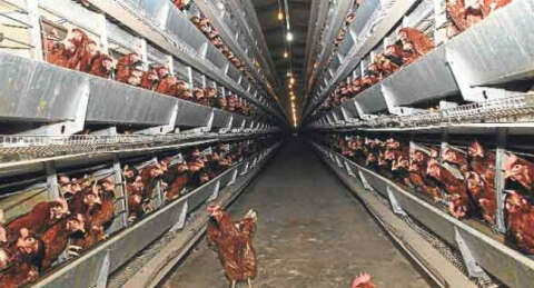 Şeker Piliç üretimi durduracak