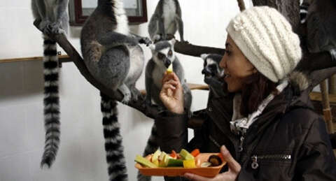Bursa Zoo'daki lemurlar için 'özel ada'