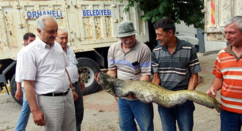 Tarla sürerken yayın balığı yakaladı!