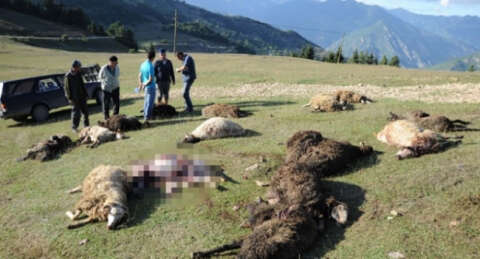 Bursa'da kurtlar kabus oldu!