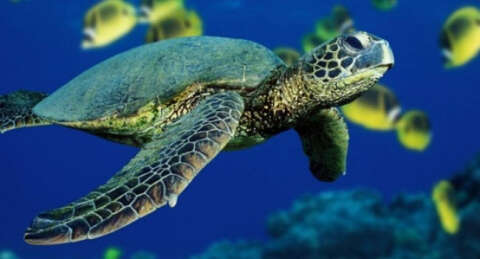 Silifke'de kaplumbağa kabusu: 9 yaralı