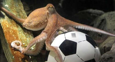 Ahtapot Paul'un varisi çıktı