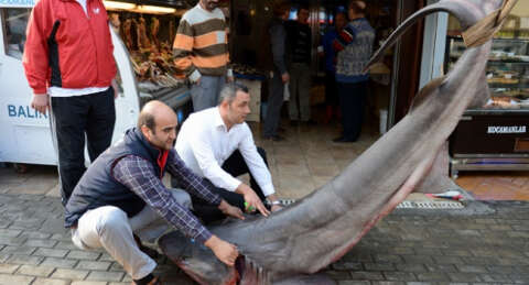 Karacabey'de ağa takılan köpek balığı şaşırttı