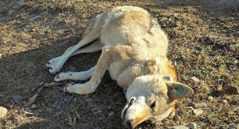Kaçak avcılar, araştırma kurdunu vurdu!