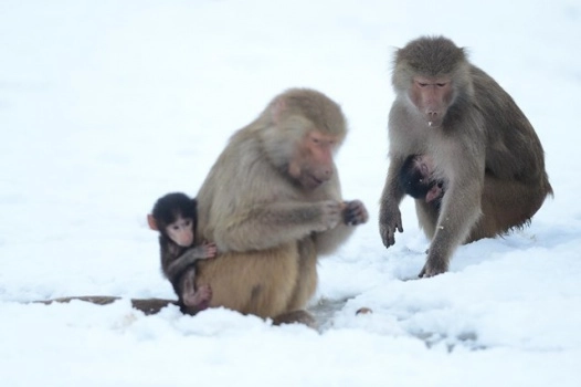 Bursa Hayvanat Bahçesi'nde doğum