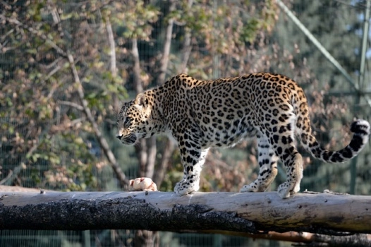 Bursa'nın nesli tükenen leoparları
