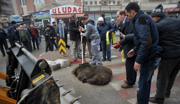 İnegöl ilçe merkezine ayı indi