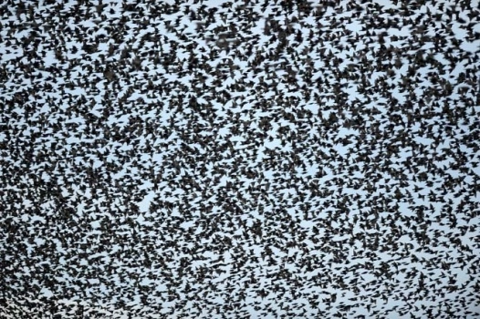 Gökyüzünü kuşlar kapladı