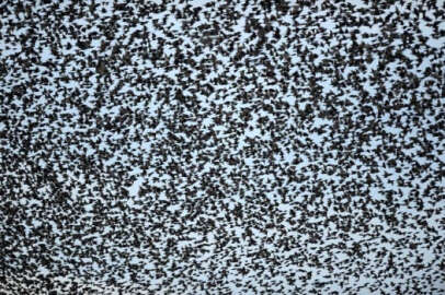 Gökyüzünü kuşlar kapladı