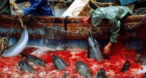 O kanlı av bugün başlıyor!