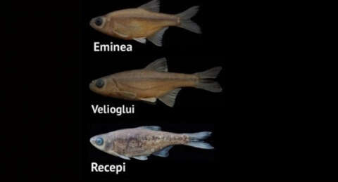 Yeni sazan türlerine bakın ne isimler verildi