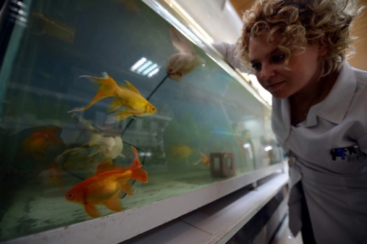 İçme suyumuz Japon balıklarına emanet!