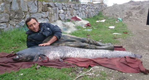 İznik Gölü'nden dev balık çıktı