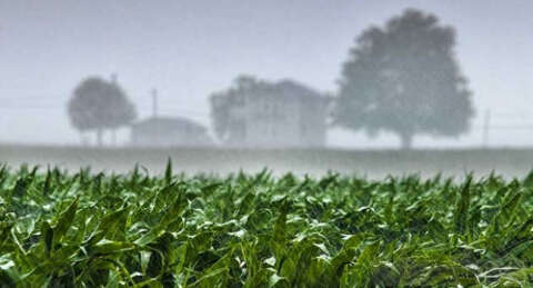 Aşırı yağışlar tarımı vurdu