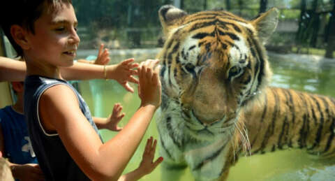 'Dev kediler'in havuz keyfi