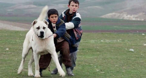 'Sivas' filminin köpeği Çakır dava konusu oldu
