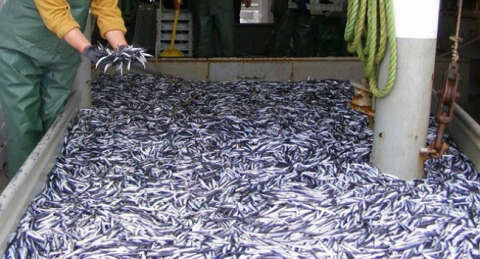 Ağlar doldu, hamsi ucuzladı