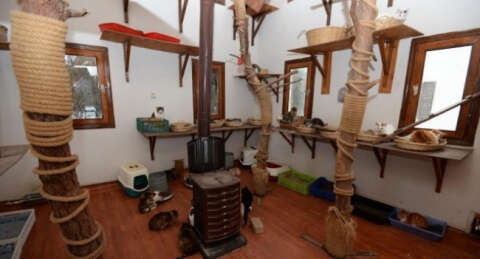 Bursa'da sahipsiz kediler için sıcak villa