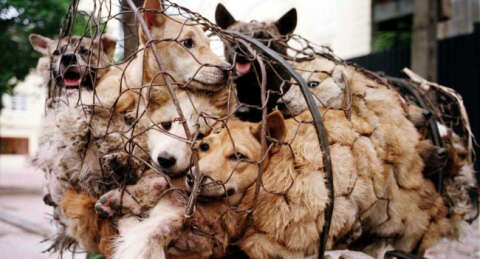 Çin'deki 'Köpek Yeme Festivali'ne tepki yağıyor