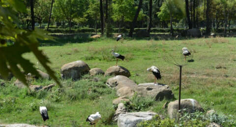Yaralı kuşlar Bursa Zoo'da tedavi ediliyor