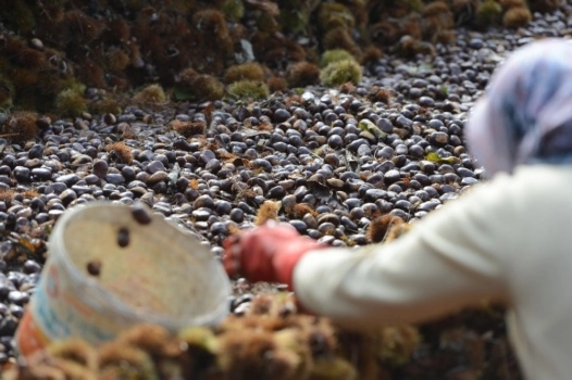 Bursa kestanesi cep yakacak