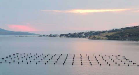 Marmara Denizi'nde midye çiftliği tehlikesi!