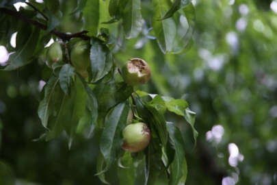 'Deveci' ve 'Santa Maria'yı dolu vurdu