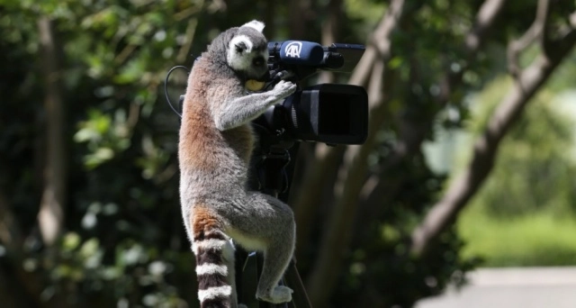 Lemurlar'ın gözünden Bursa Hayvanat Bahçesi