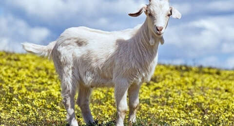 Türkiye'nin ilk keçi sperm bankası; 'TEKEBANK'