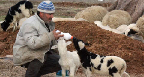 Dördüz doğuran koyun sahibini sevindirdi