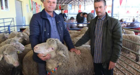 Dana fiyatına koç satın aldı