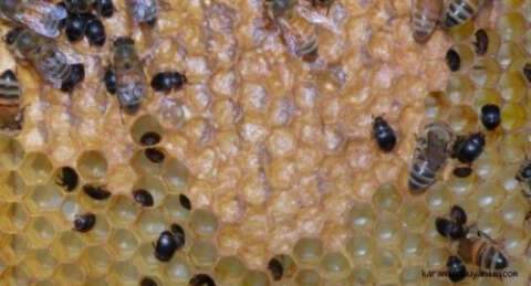 Arı kovanlarının baş düşmanı