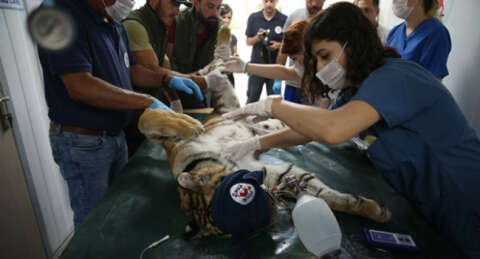 Halep'ten getirilen hayvanlar Bursa'da tedavide